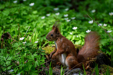 squirrel sitting among white flowers of anemone in the park