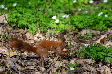 red squirrel carries nut in the forest