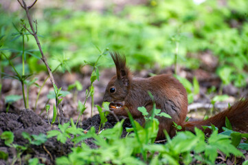 squirrel eating nut in the park