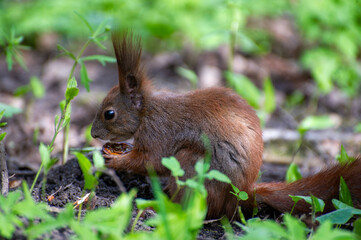 squirrel eating nut in the park