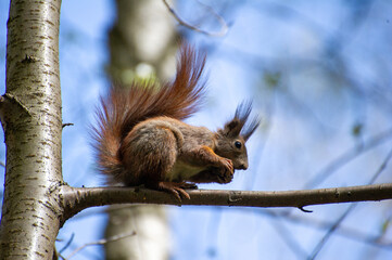 squirrel sitting andeating on a tree branch