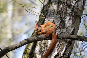 squirrel sitting on tree branch and eating