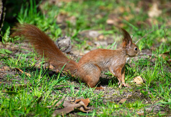 squirrel sitting on the green grass inthe park