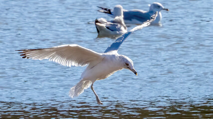 Seagulls are flying over the calm lake