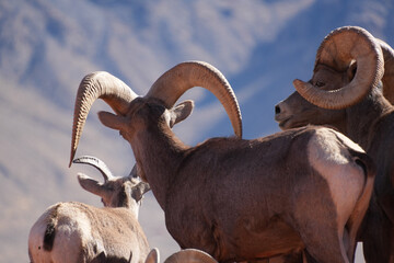 Two Bighorn Sheep Rams Butting Heads in Rutting Season at Valley of Fire State Park, Nevada -...