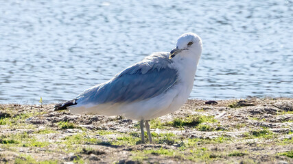 Seagulls staying by the water