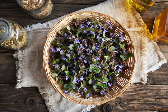 Fresh wild ground-ivy flowers collected in spring