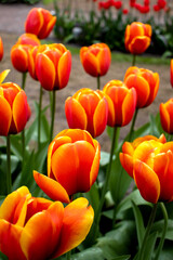 red yellow tulips