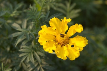 A Bee on a Yellow Flower