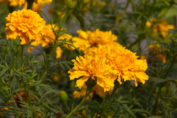 Obraz premium Marigolds Blooming in the Garden