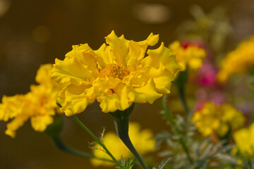 Yellow Flowers in the Garden