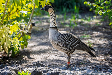 Close up of a Hawaiian Nene goose standing on sandy ground at Slimbridge WWT, Gloucestershire, UK on 11 April 2025