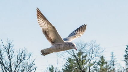 Seagulls flying in the sky