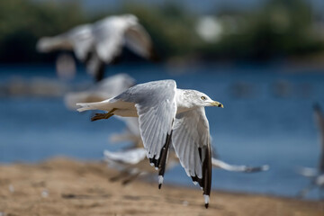 flock of gulls flying over a beach