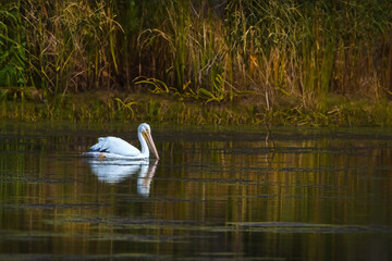 White american pelican in fall background