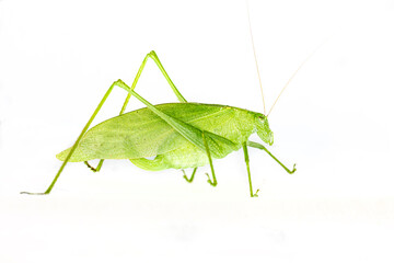 Bright green katydid on white background
