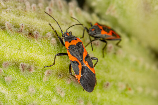 box elder bugs on green leaf