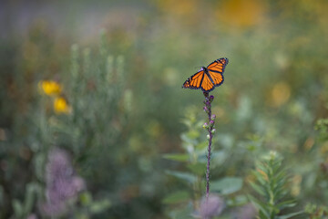 monarch butterfly on a flower in a garden