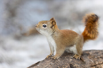 little red squirrel standing on log