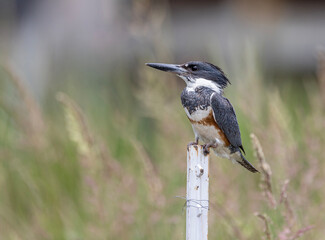 close up of a kingfisher perched on a white fencepost