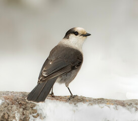 portrait of a canada jay sitting on a branch