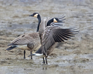 two geese facing opposite directions