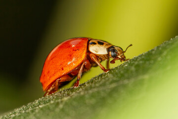 Close up of ladybug on leaf with a green background