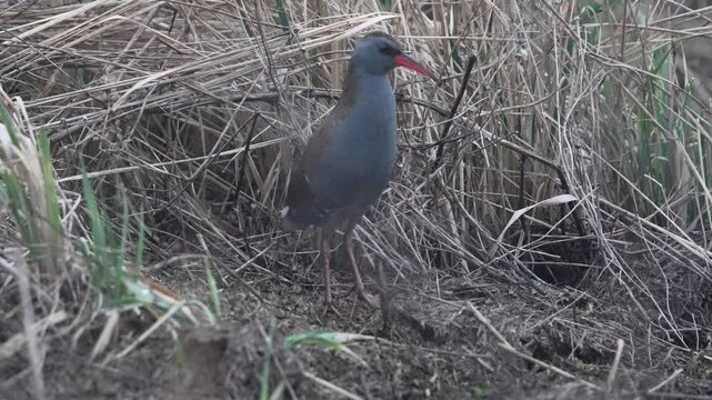 Water Rail in the Flooded Meadows of Lake Burtnieks &ndash; A Secretive Wetland Resident