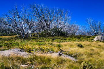 Eery white skeletons of eucalyptus trees, a few years after a devastating wildfire. Re-sprouting at the base of the trunks. Bogong High Plains, Alpine National Park, Victoria, Australia.
