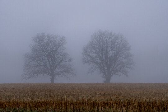 Ethereal Morning Mist over Harvested Meadow and Twin Trees