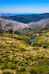 Fototapeta premium Grasslands and rolling hills in the Bogong High Plains, Alpine National Park, Victoria, Australia. In the background fire-damaged forest. 