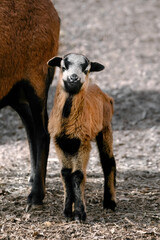 A Cameroon Dwarf Blackbelly  Lamb (Ovis gmelini aries)