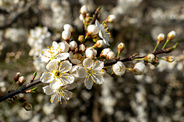 Close‑Up of Delicate White Plum Tree Flowers in Full Bloom