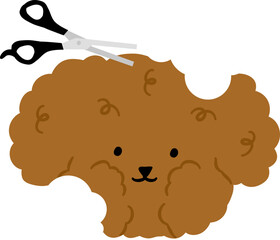 Cute Toy Poodle dog bubble at Groomer Salon Dogs friendly area. Pet Hair Salon Styling Grooming Shop