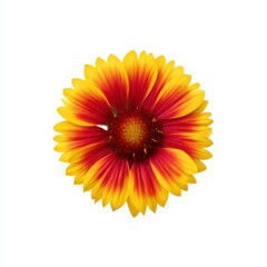 Gaillardia flower close-up isolated on white background