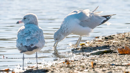 Seagulls staying by the water