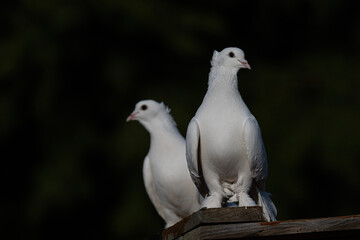 White pigeons perched on the coop. Dark background.