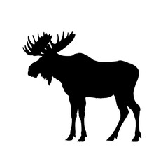 Moose silhouette - vector illustration