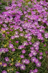 Fototapeta premium Disphyma crassifolium (L.) L.Bolus, Purple Dewplant, Ibiza, Cala Comte, Spain, Balearic Islands, plants, flowers