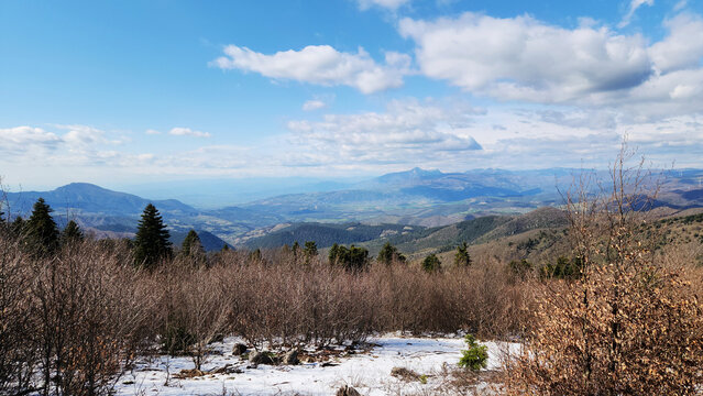 Near Amanos peaks, European hop-hornbeam (Ostrya carpinifolia), also known as hop hornbeam, often forms dense shrubs on high slopes, creating a fascinating landscape with lingering snow at its base.