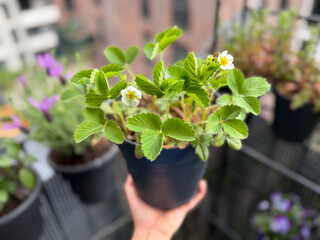 Flower pot with green blooming Strawberry plant in female gardeners hand in balcony terrace garden...