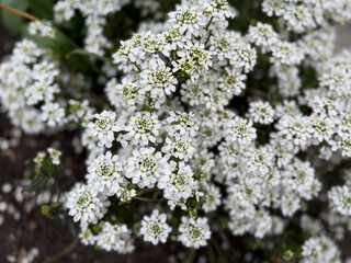 White blooming Iberis sempervirens evergreen perennial decorative garden flowers close up