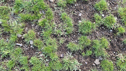 Green fresh festuca herbs on the meadow in a high altitude hill of Amanus mountains