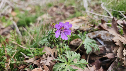 Lebanese geranium (Geranium libanoticum) thrives at high altitudes in the Taurus and Amanos Mountains.