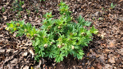 Burst flower (Helleborus vesicarius), (