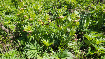Burst flower (Helleborus vesicarius), (