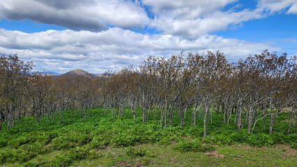 In a plateau of the biodiversity-rich Amanos Mountains, within Osmaniye's Hasanbeyli district in southern Turkey, oak trees prepare for spring.