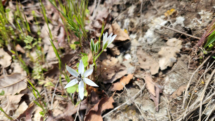 Star-of-Bethlehem (Ornithogalum orthophyllum) displays elegant white, star-shaped flowers and is found in grasslands and rocky areas.
