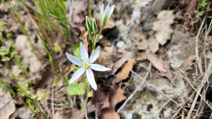 Star-of-Bethlehem (Ornithogalum orthophyllum) displays elegant white, star-shaped flowers and is found in grasslands and rocky areas.