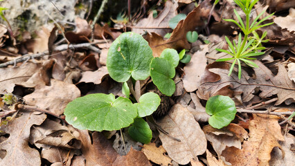 Green fresh leaves on dry oak leaves in a forest clearing for nature background works